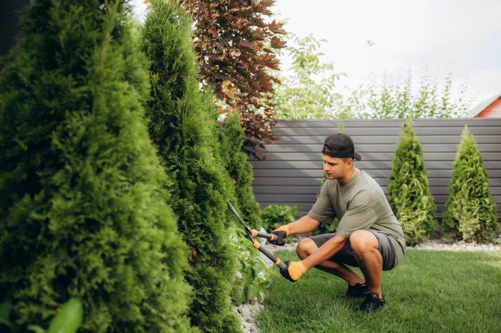 A young man in a straw hat and hands in gloves is trimming bushes in his garden with a big secateur