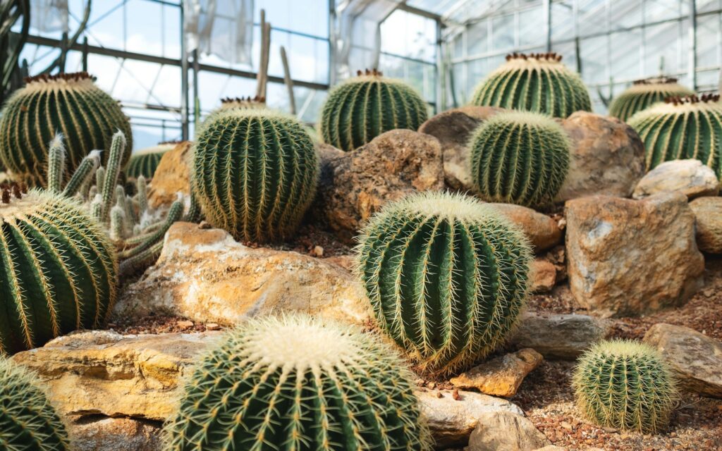 Golden Barrel Cactus or Echinocactus grusonii in botanic garden